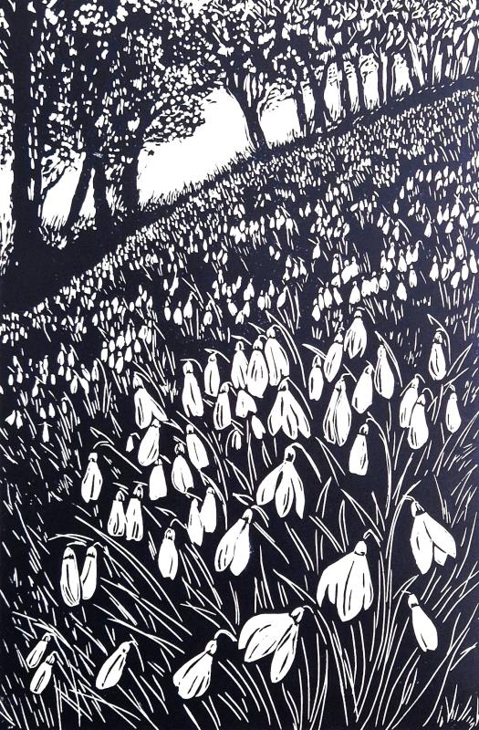 Snowdrop Wood