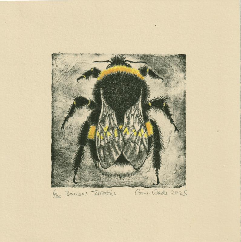 Bombus Terrestris