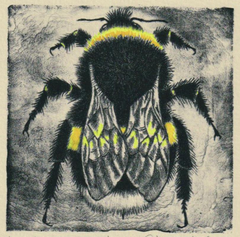 Bombus Terrestris