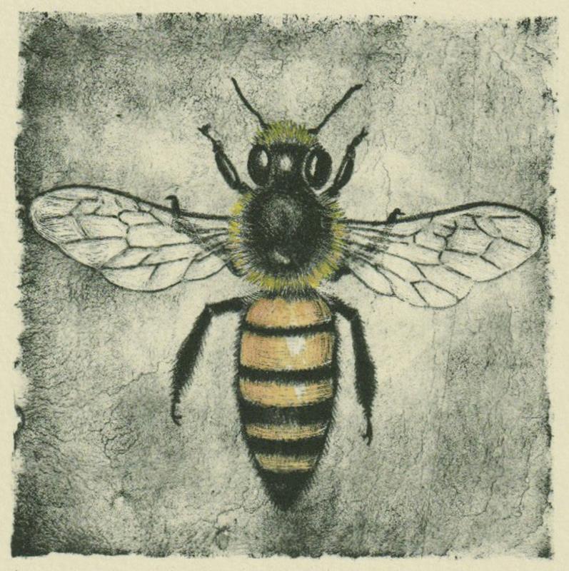 Apis Mellifera