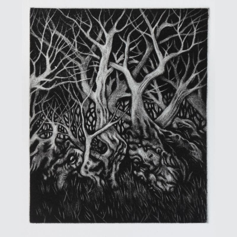 Wood of Wild Olive