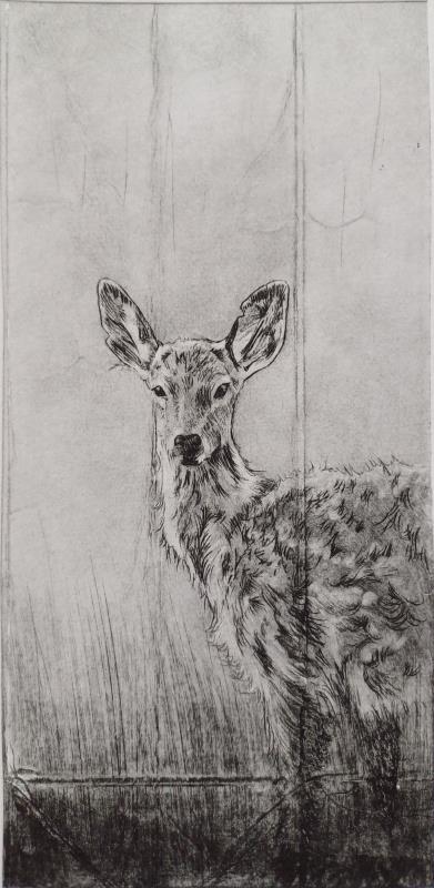 Deer