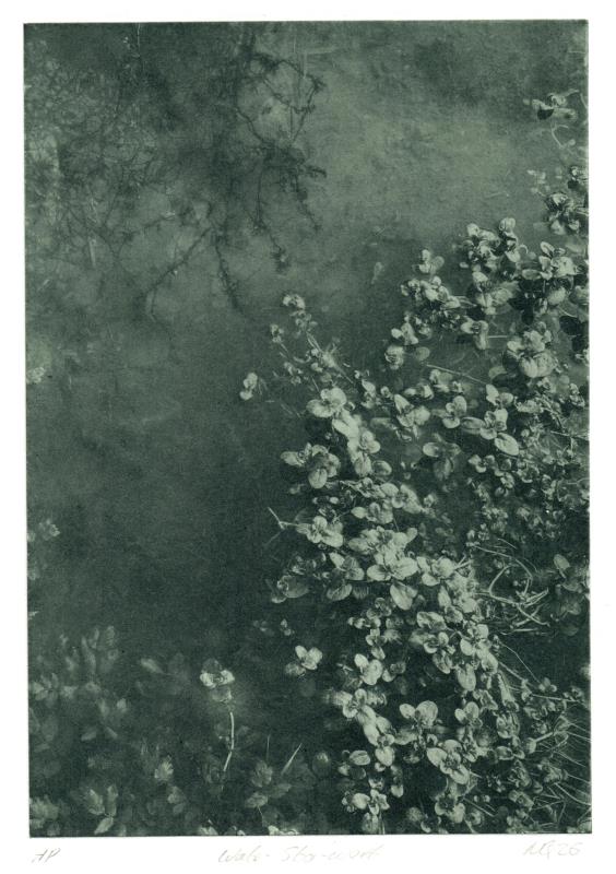 Water Starwort I