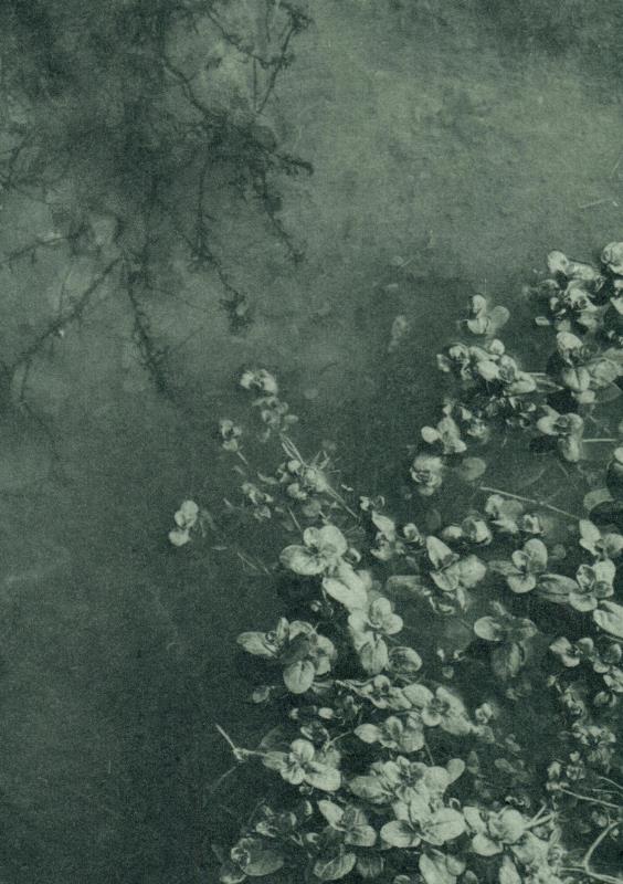 Water Starwort I