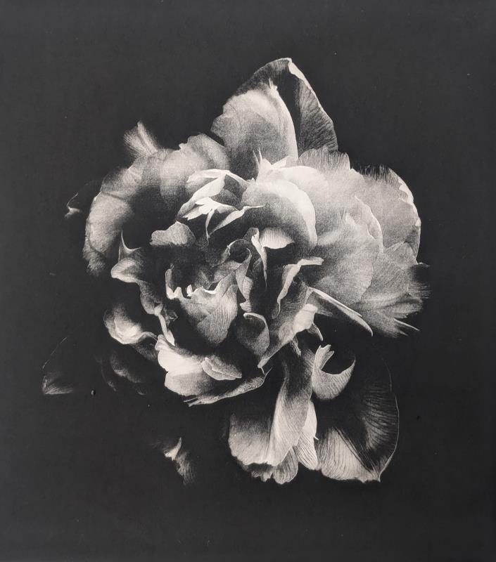The Rose is Fair