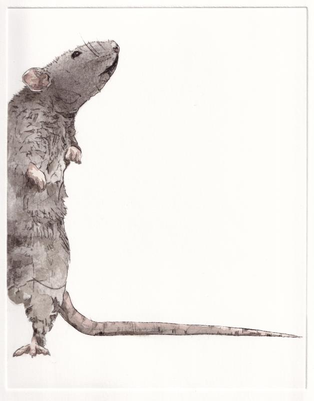 I smell a rat...