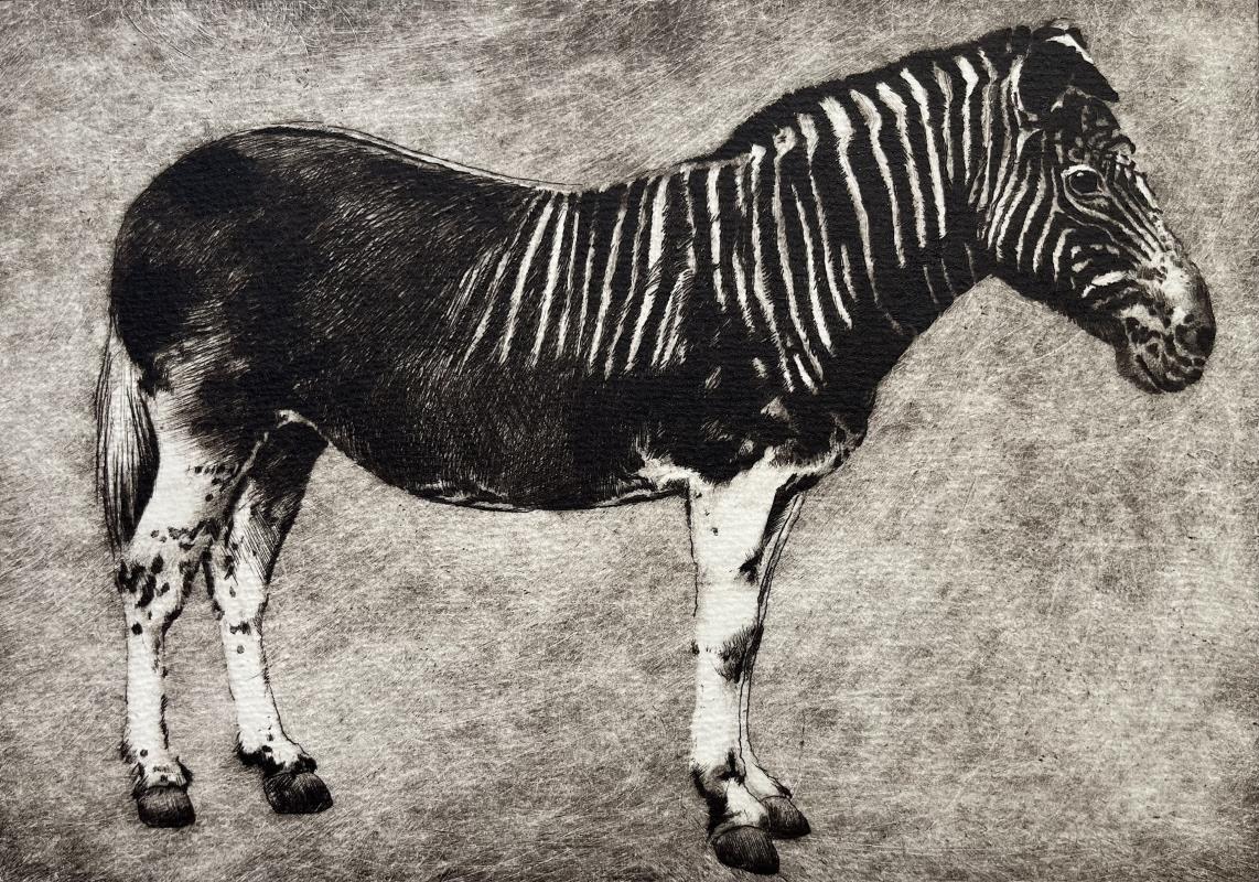 The Last Quagga, Extinct 1883