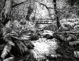Exmoor Fern Bridge