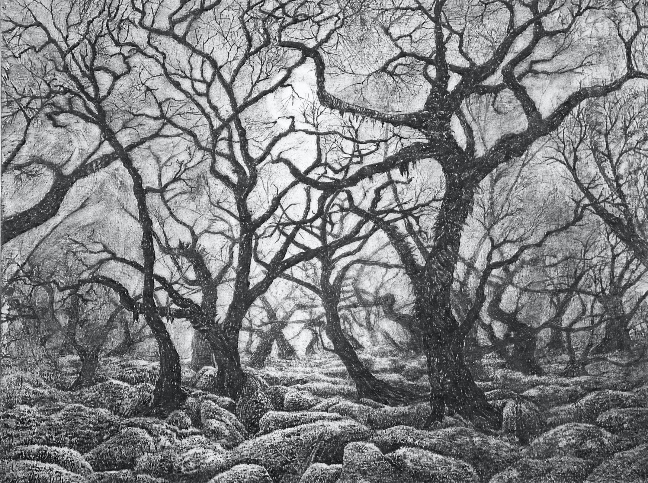 Mystical Wistmans Wood