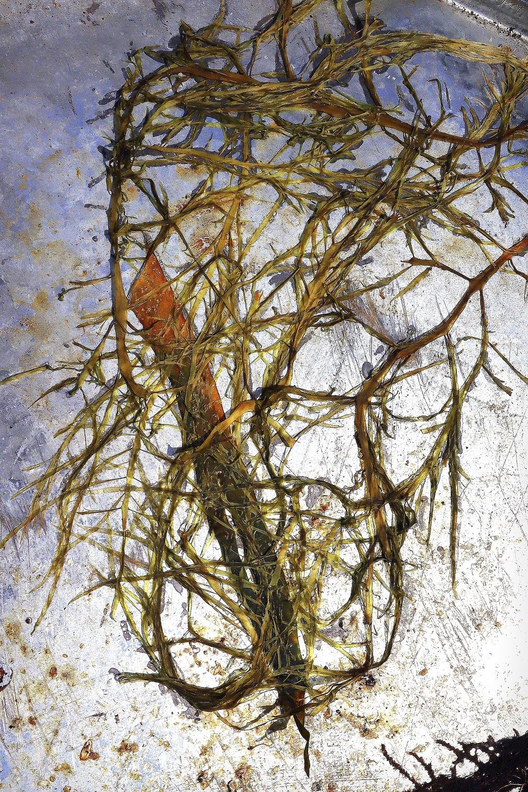 Seaweed on Metal