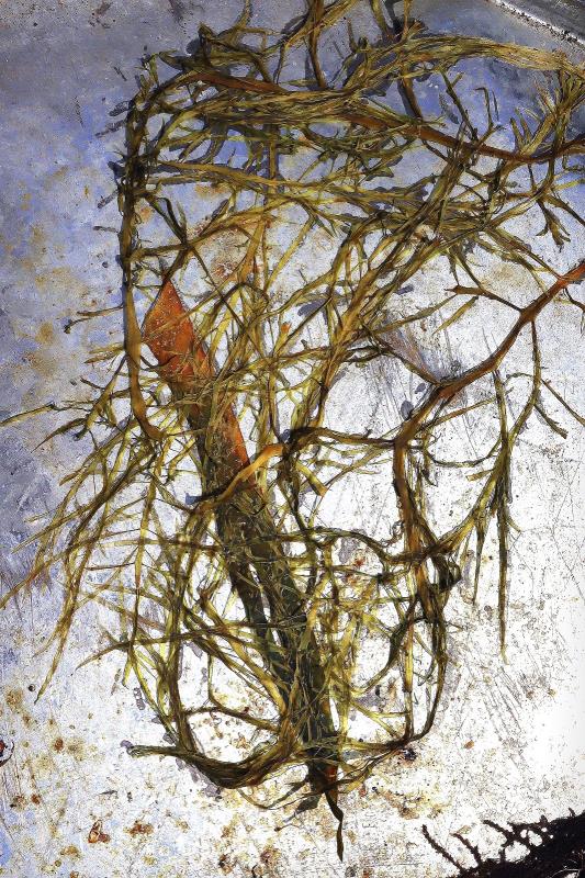 Seaweed on Metal