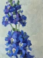 Delphinium