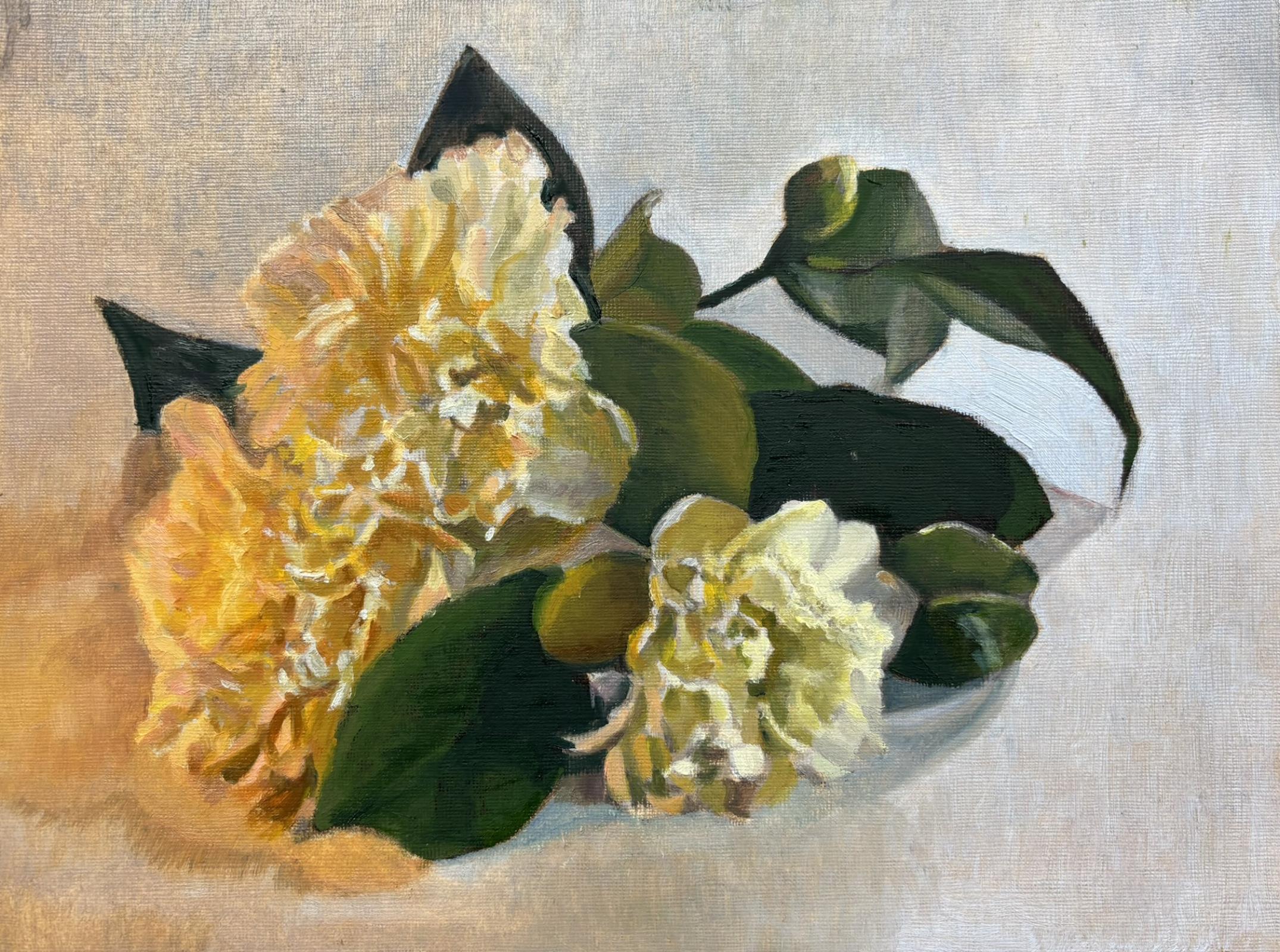 Camellias 