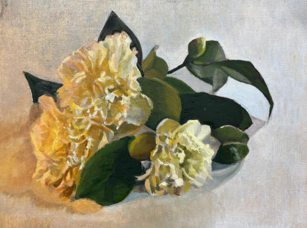 Camellias 