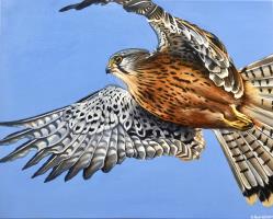 Kestrel