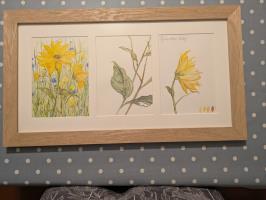 Helianthus Study