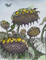 Sunflower Heads