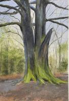 My favourite tree 