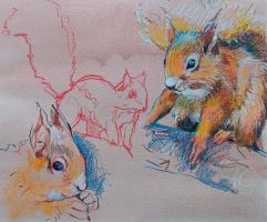 RED SQUIRRELS