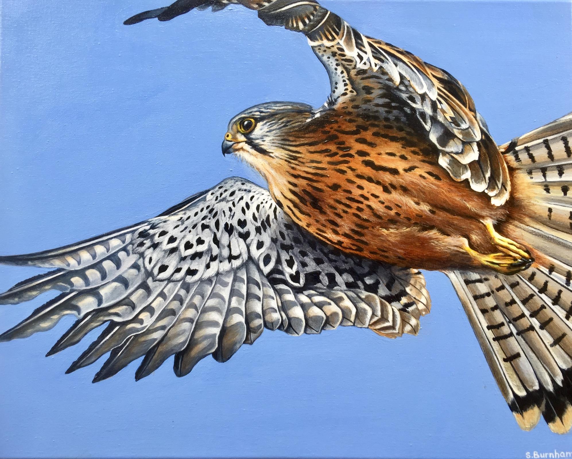 Kestrel