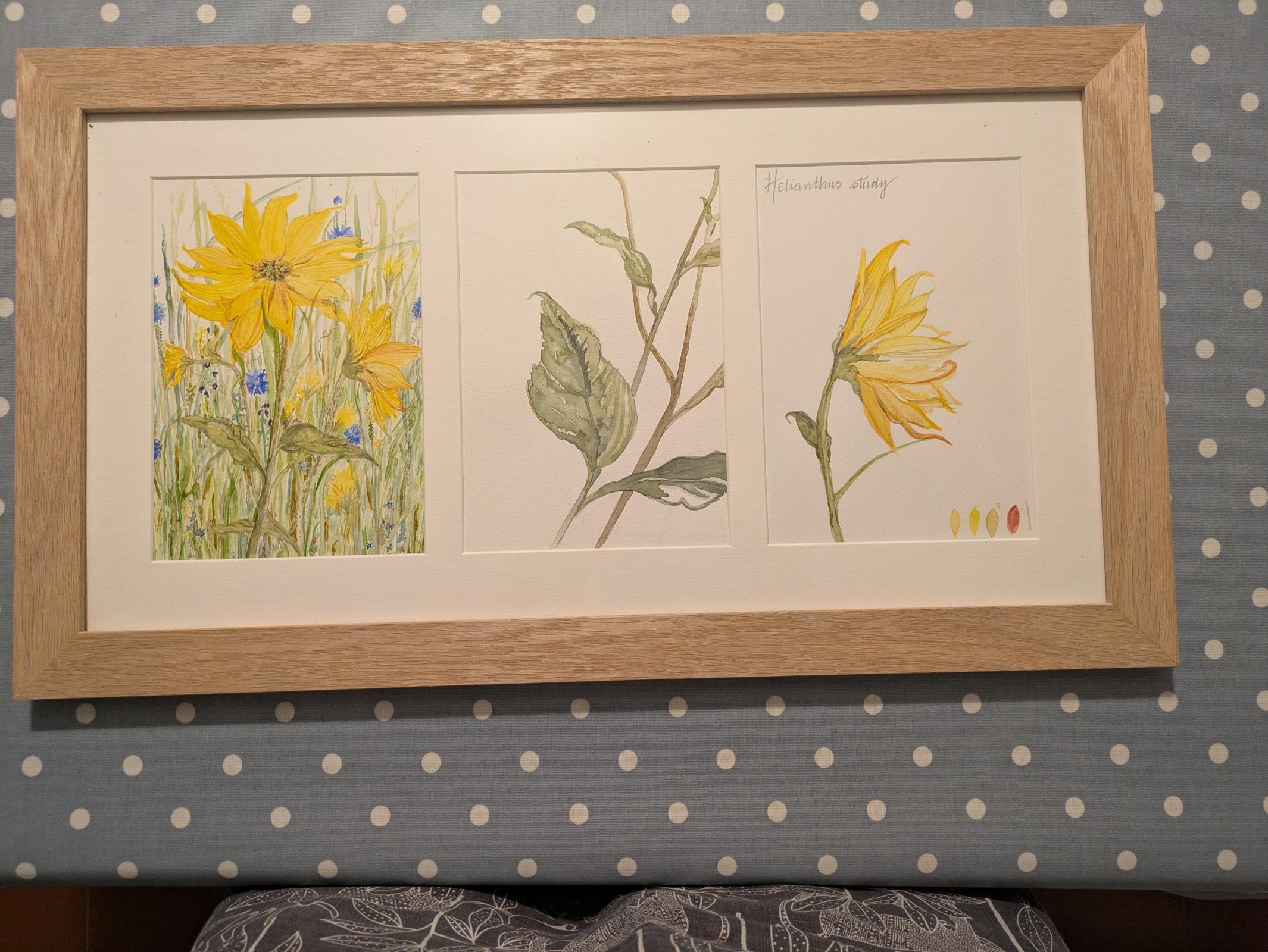 Helianthus Study