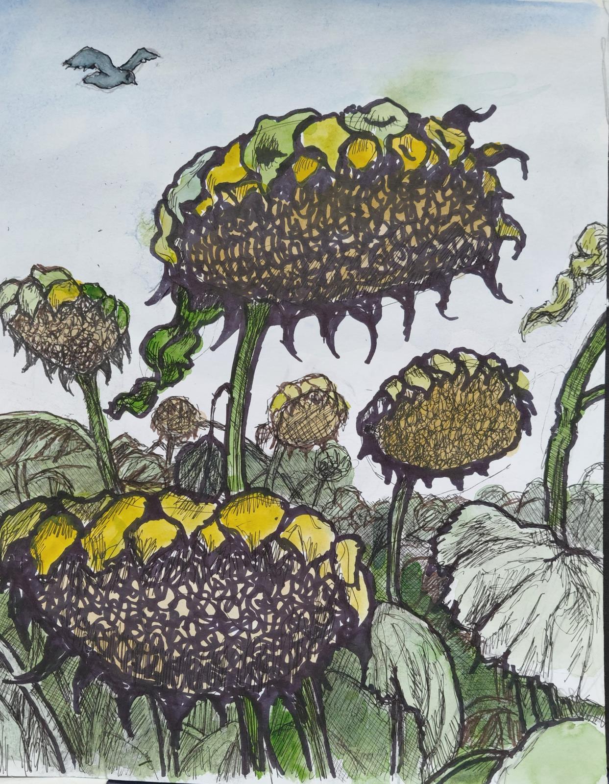 Sunflower Heads