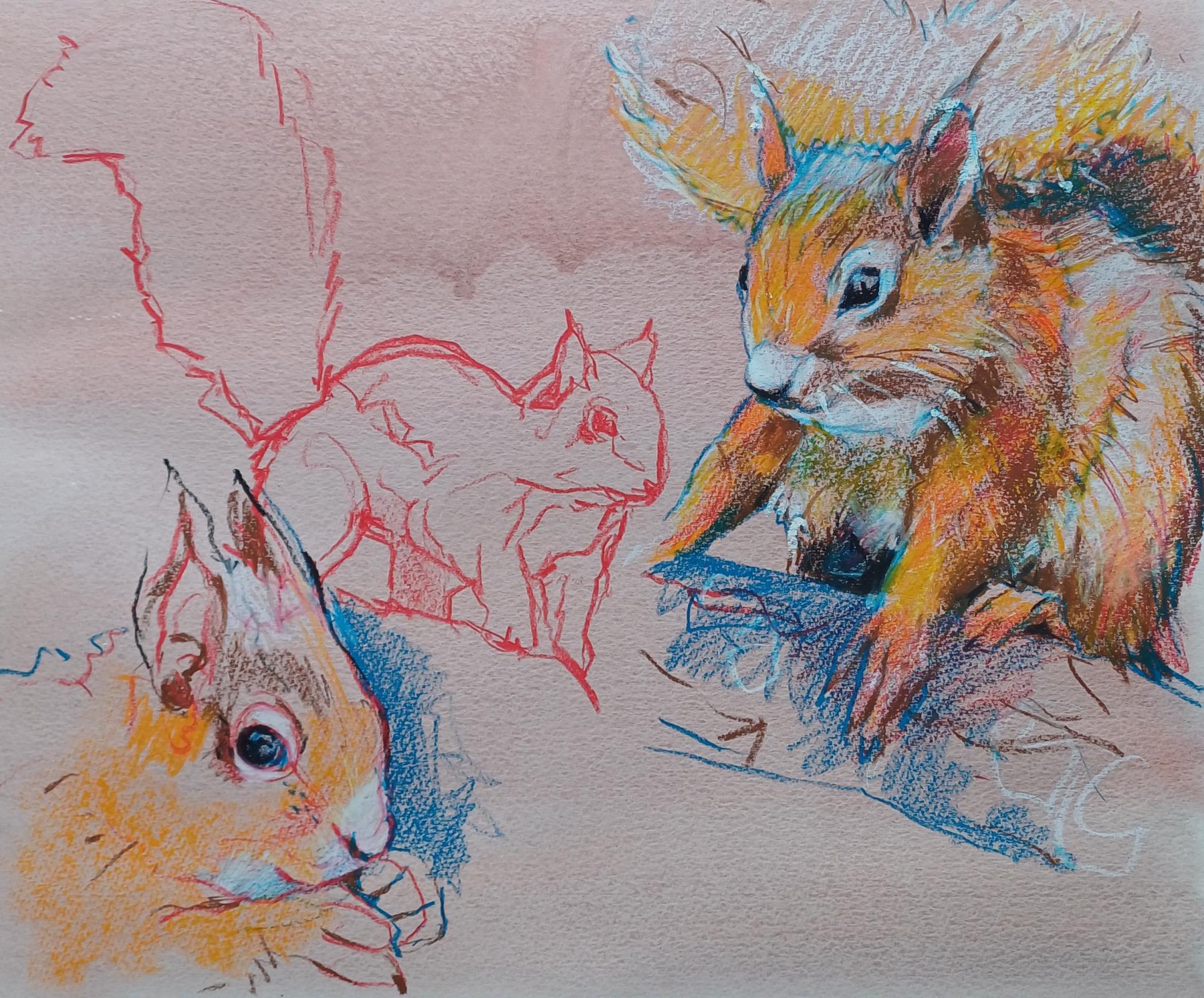 RED SQUIRRELS