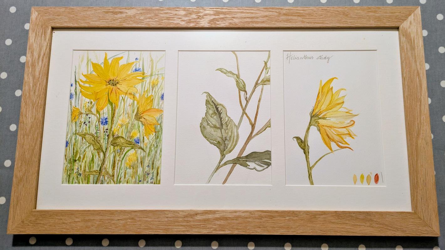 Helianthus Study
