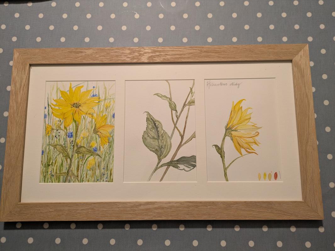 Helianthus Study