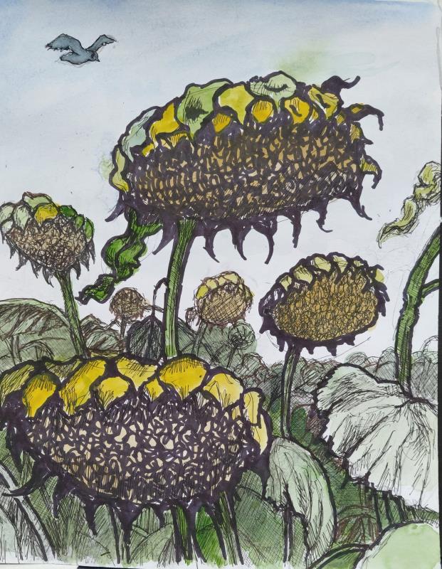Sunflower Heads