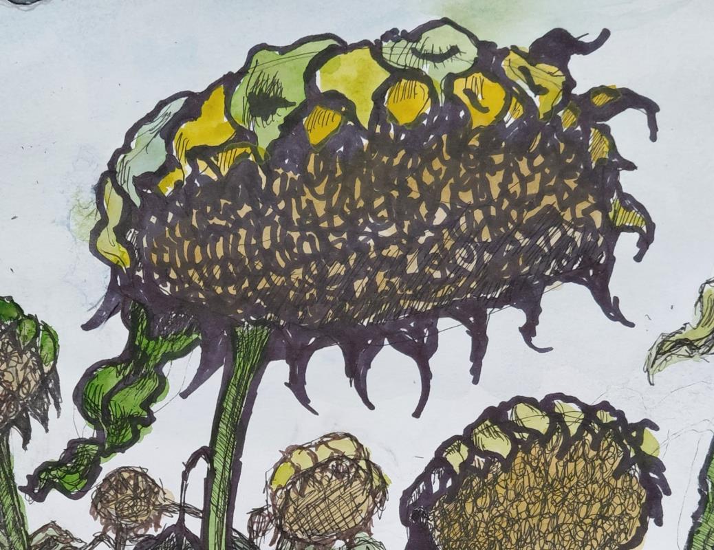 Sunflower Heads