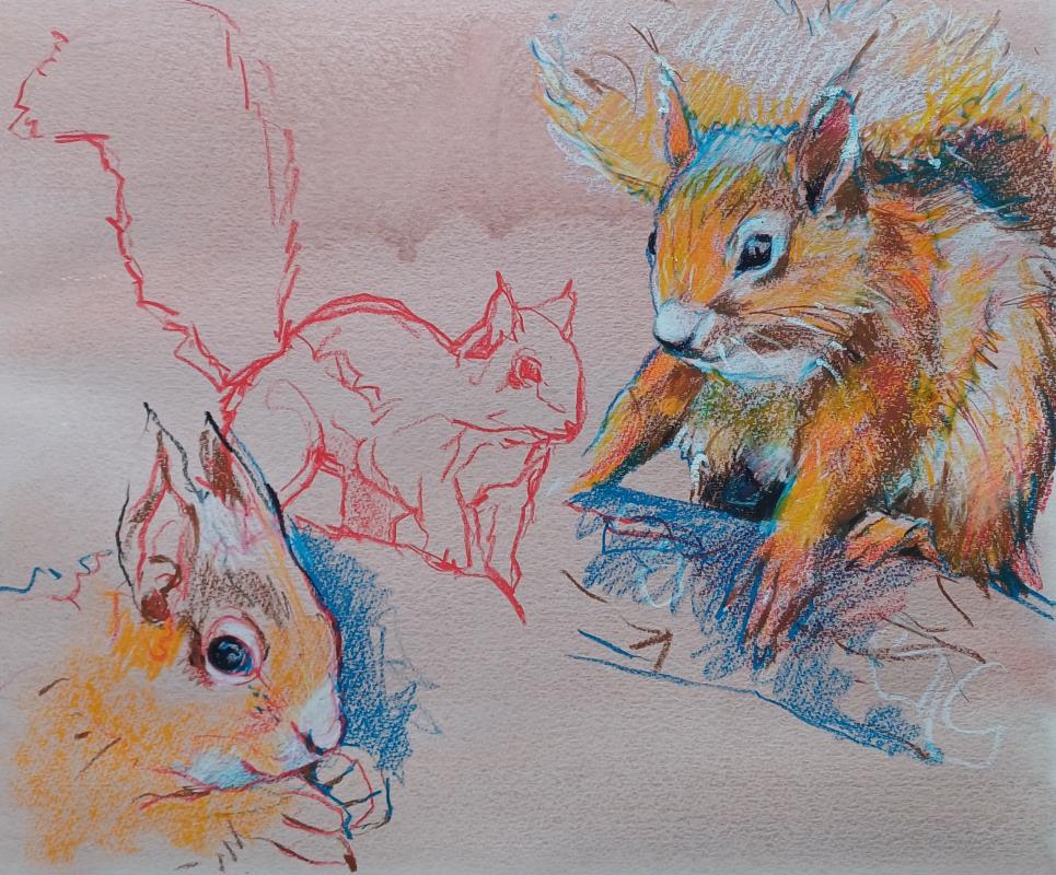 RED SQUIRRELS