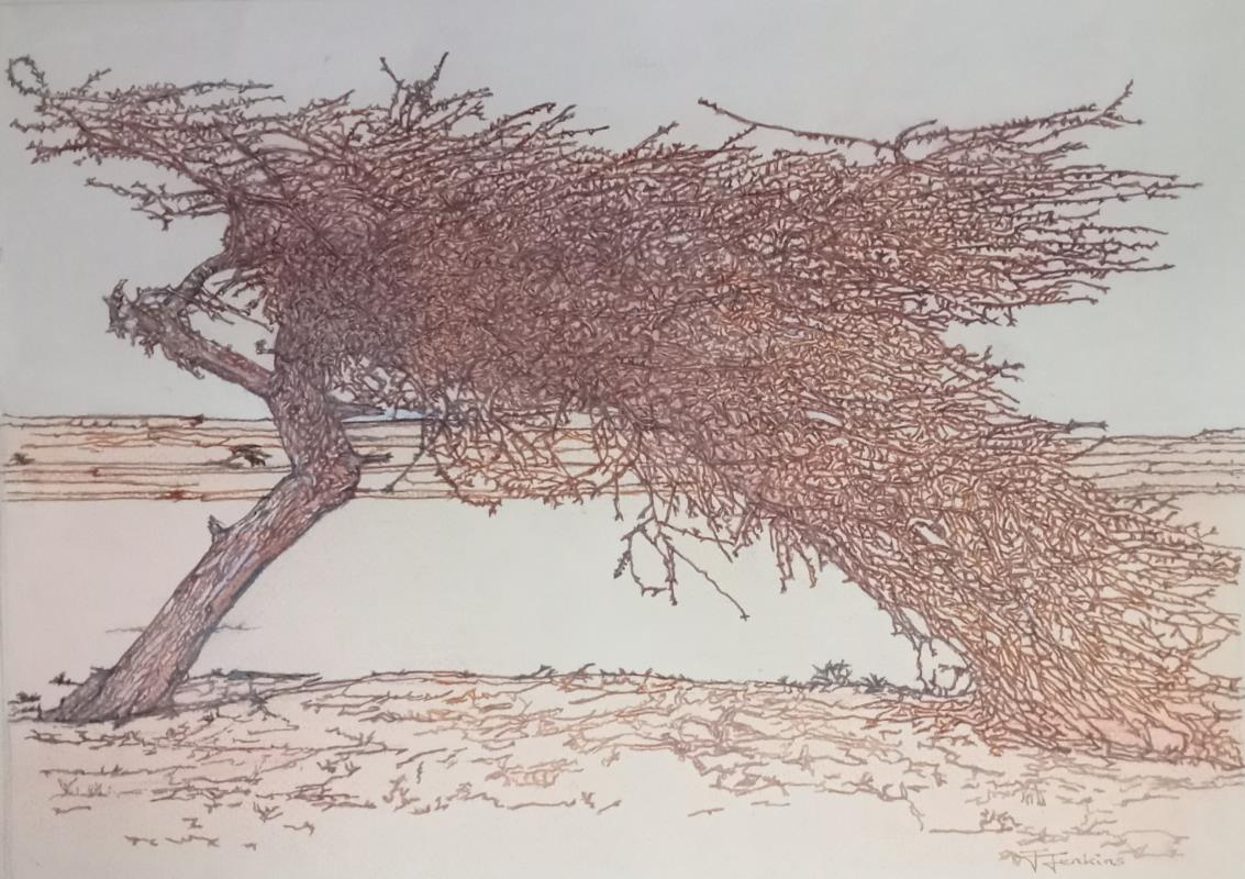 ANCIENT ACACIA