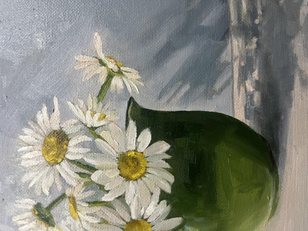 Oxeye daisies in the morning light 