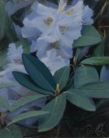 Rhododendron study I