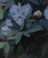 Rhododendron study II