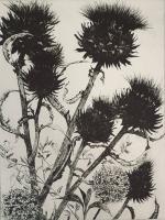 Cardoons