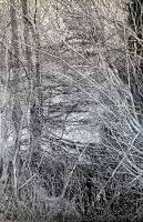 The Shelter