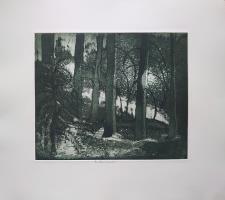 In The Woods