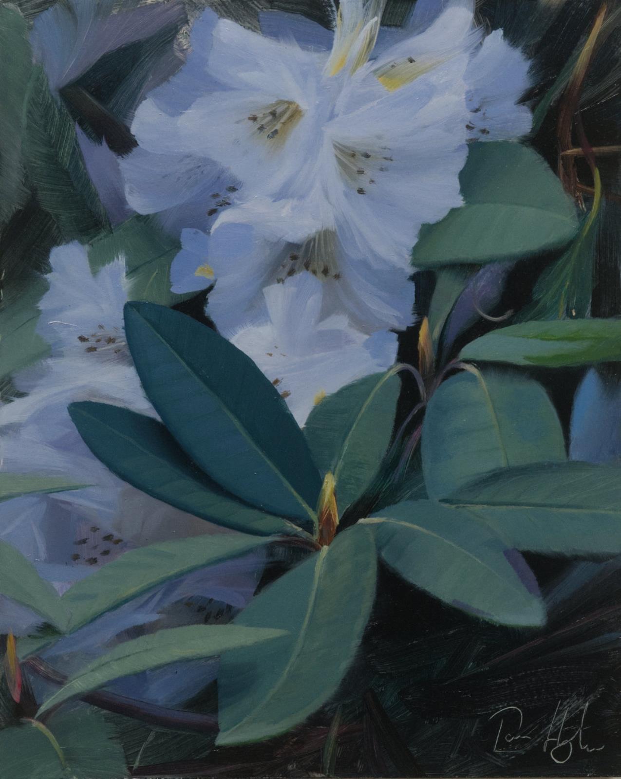 Rhododendron study I
