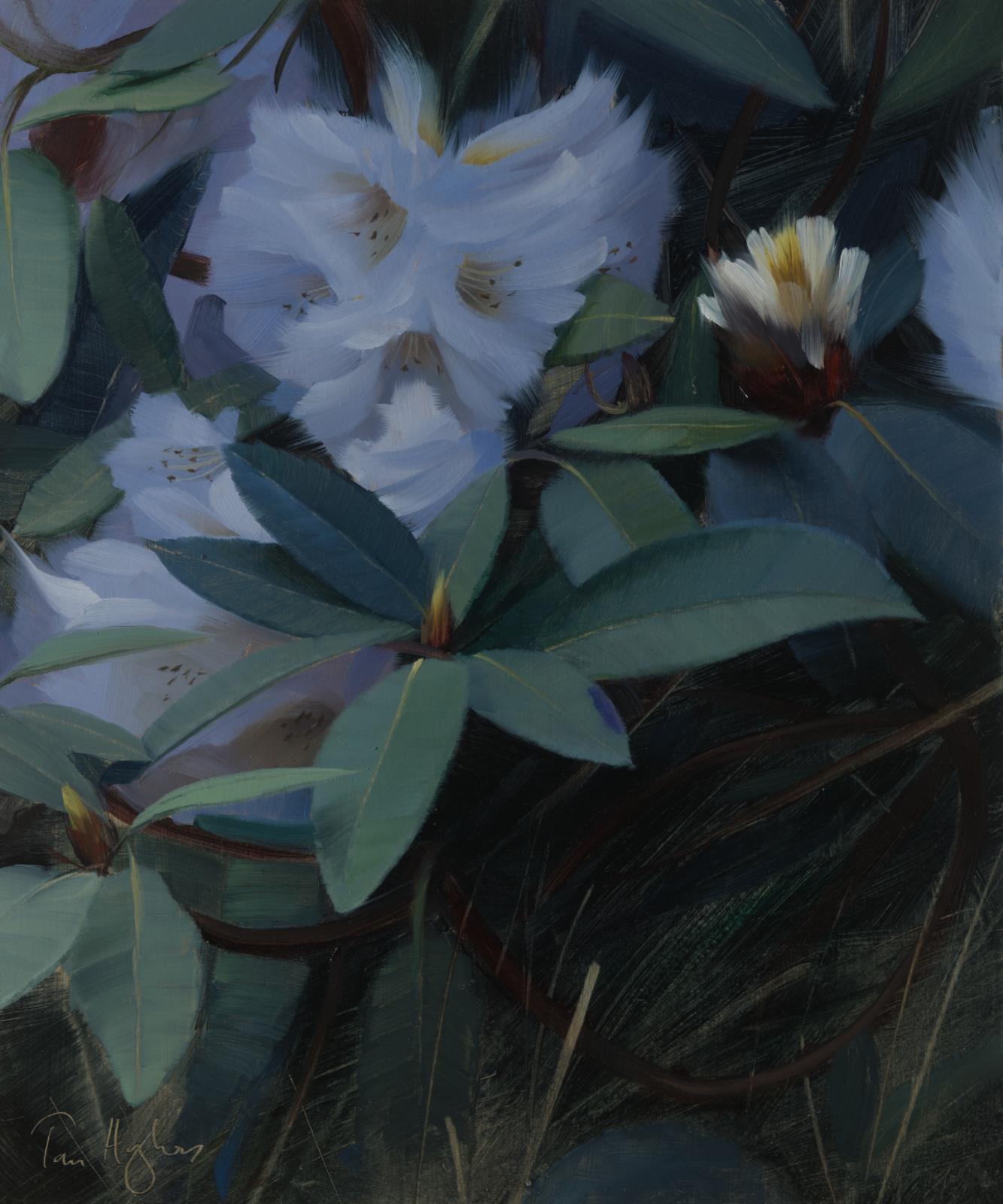 Rhododendron study II