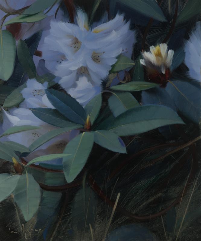Rhododendron study II