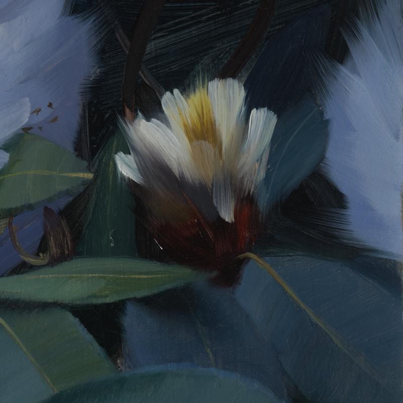 Rhododendron study II