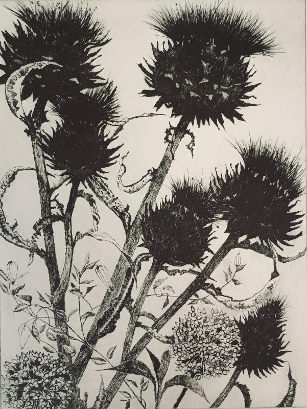 Cardoons