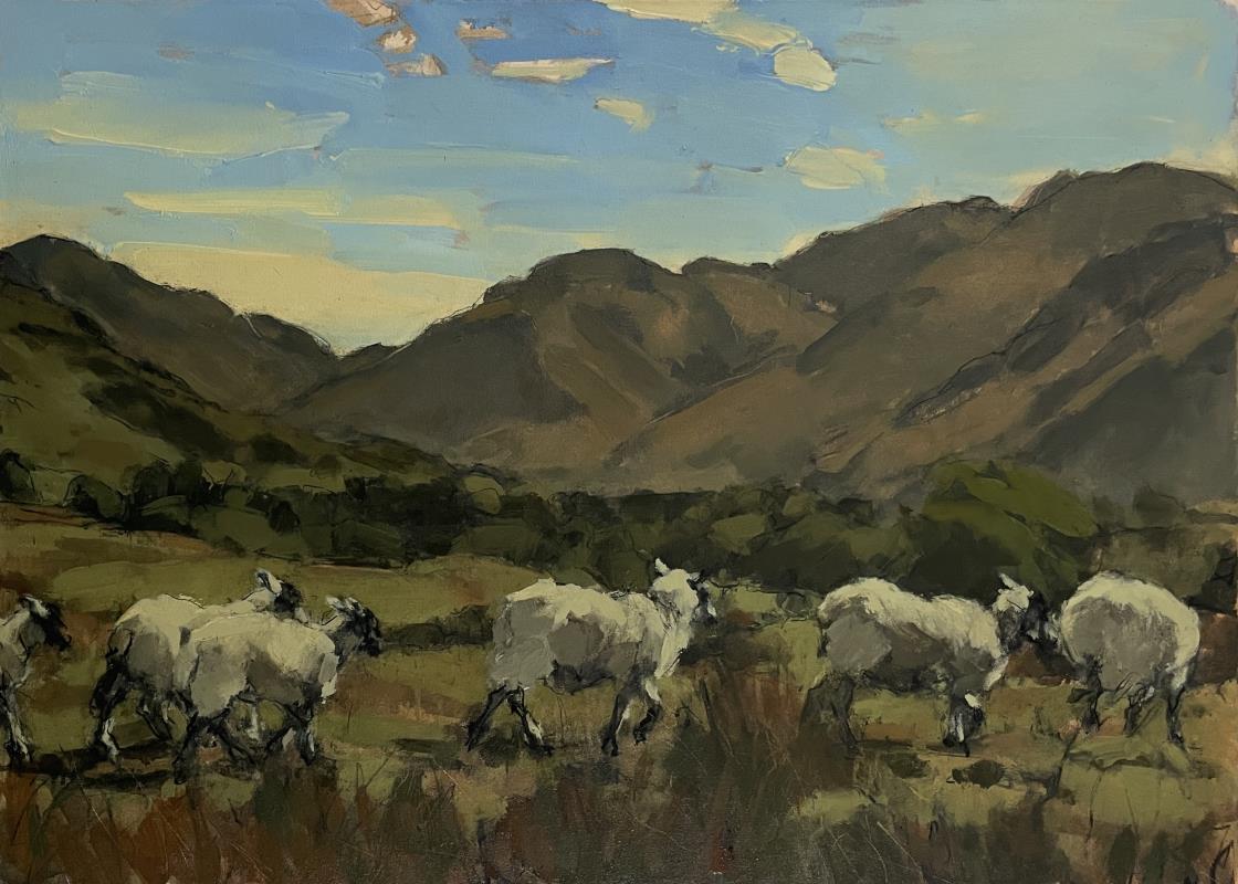 Sheep, Cumbria, May IV