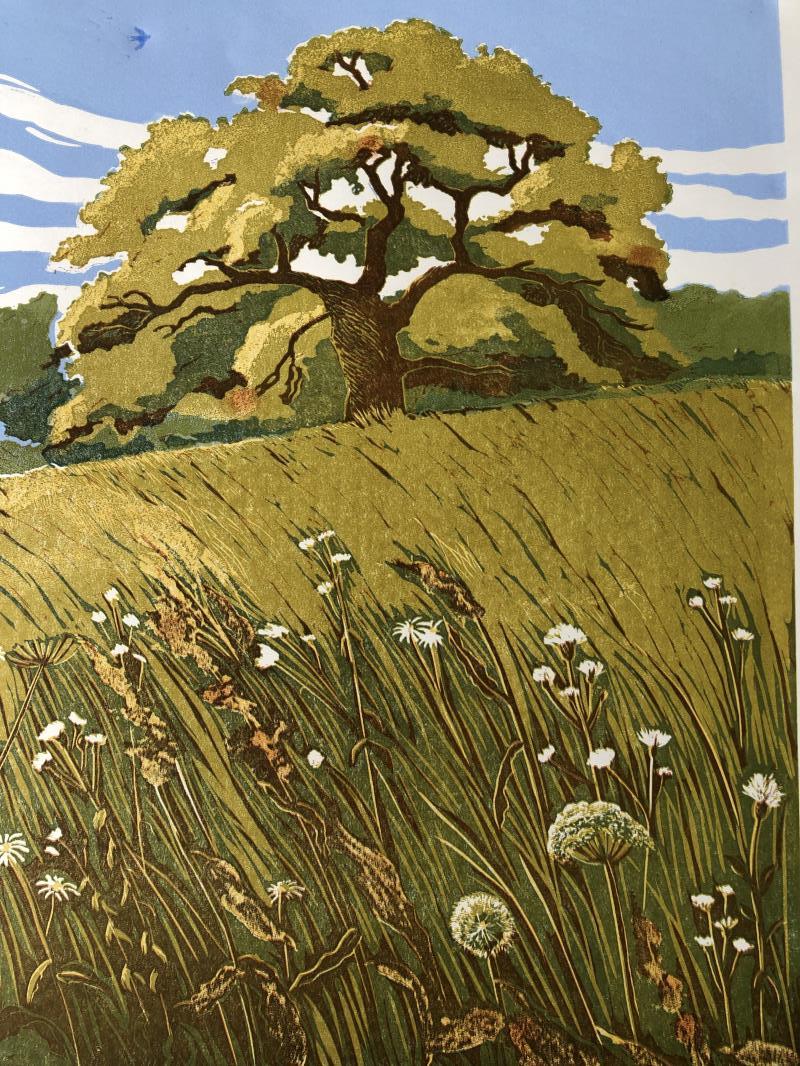 Oak in Summer