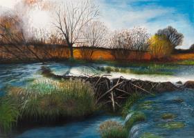 Return of the Beaver, Heal Rewilding, Somerset
