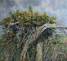 Gorse, Mendip Plateau, 2
