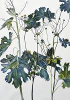 Anenomes