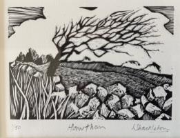 Hawthorn